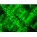 3D-DNA96 Cell Transfection Kit
