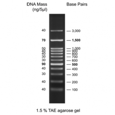 100 bp DNA Ladder, ready to use