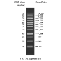 1 kb DNA Ladder, ready to use 