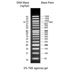 50 bp DNA Ladder, ready to use