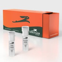 4X CAPITAL™ 1-Step qRT-PCR Green Master Mix 