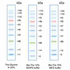 TriColor Protein Ladder, ready to use (10-180 kDa)