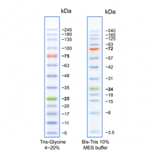 TriColor Broad Protein Ladder, ready to use (3.5 – 245 kDa)