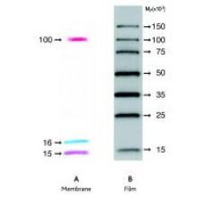 ECL DualVue Western Blotting Markers