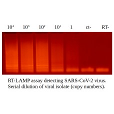 ProRT Reverse Transcriptase  (MMLV-RT, Thermostable RT H-)