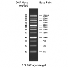 1 kb DNA Ladder, ready to use